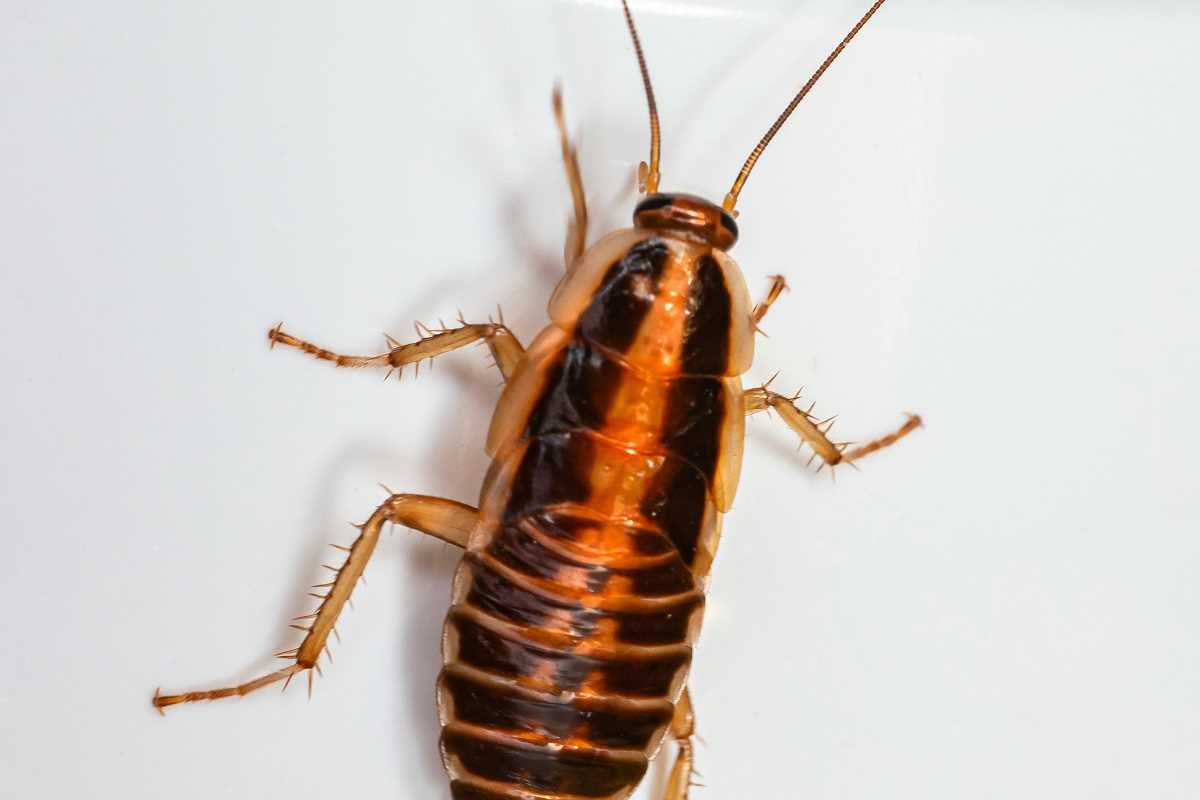 Why Regular Pest Inspections Matter for Property Owners